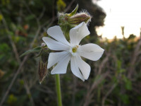 Silene latifolia