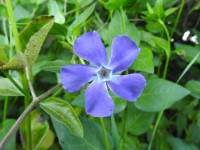 Vinca major