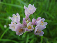 Allium roseum