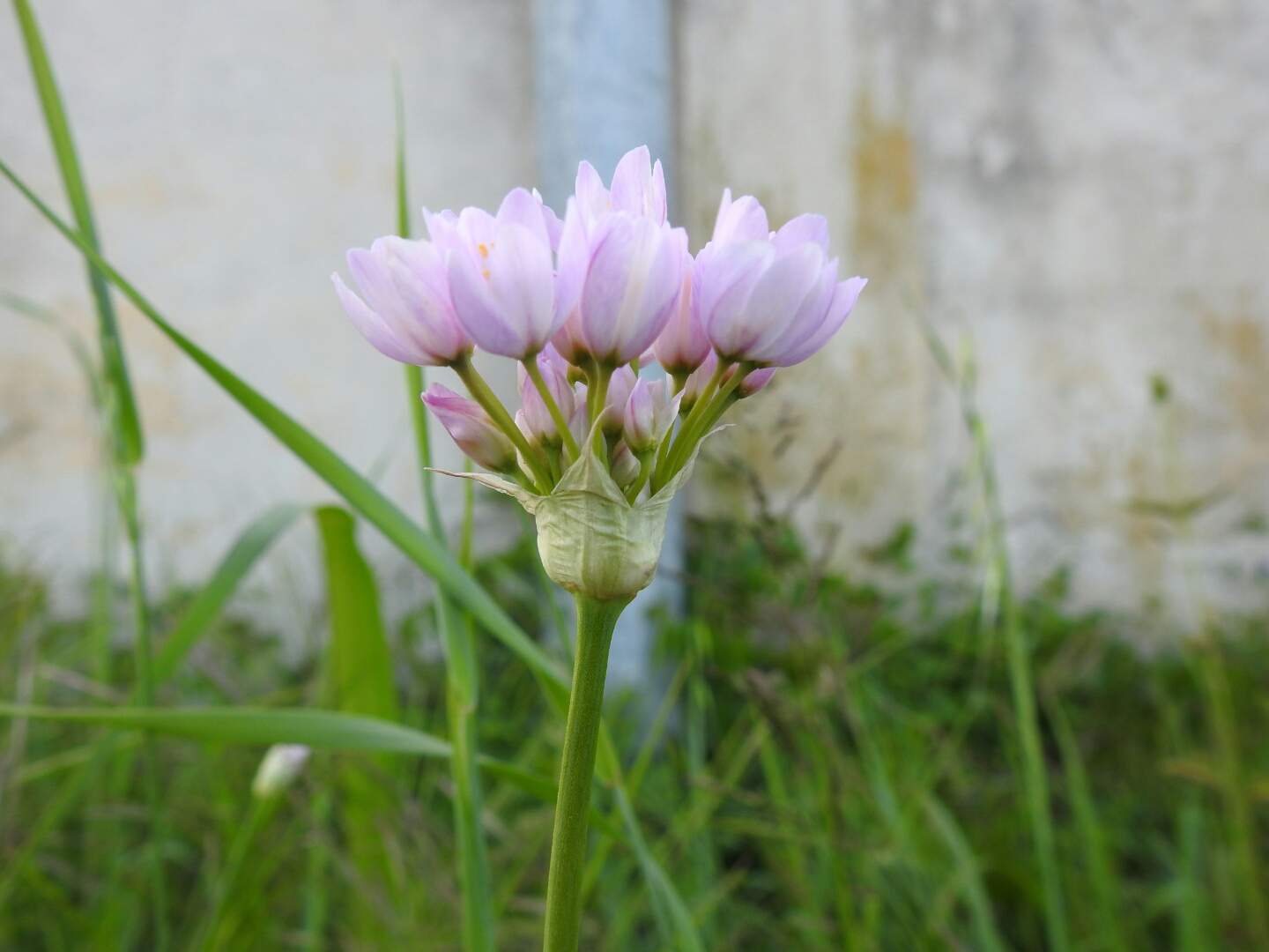 Allium roseum