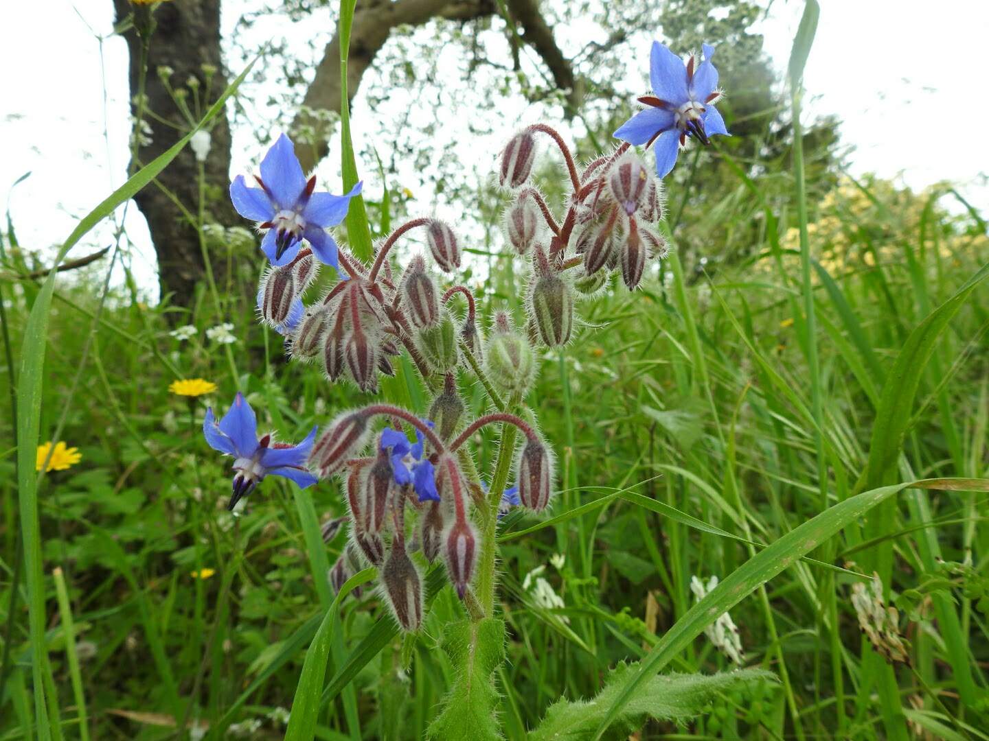 Borago officinalis