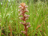 Orobanche minor