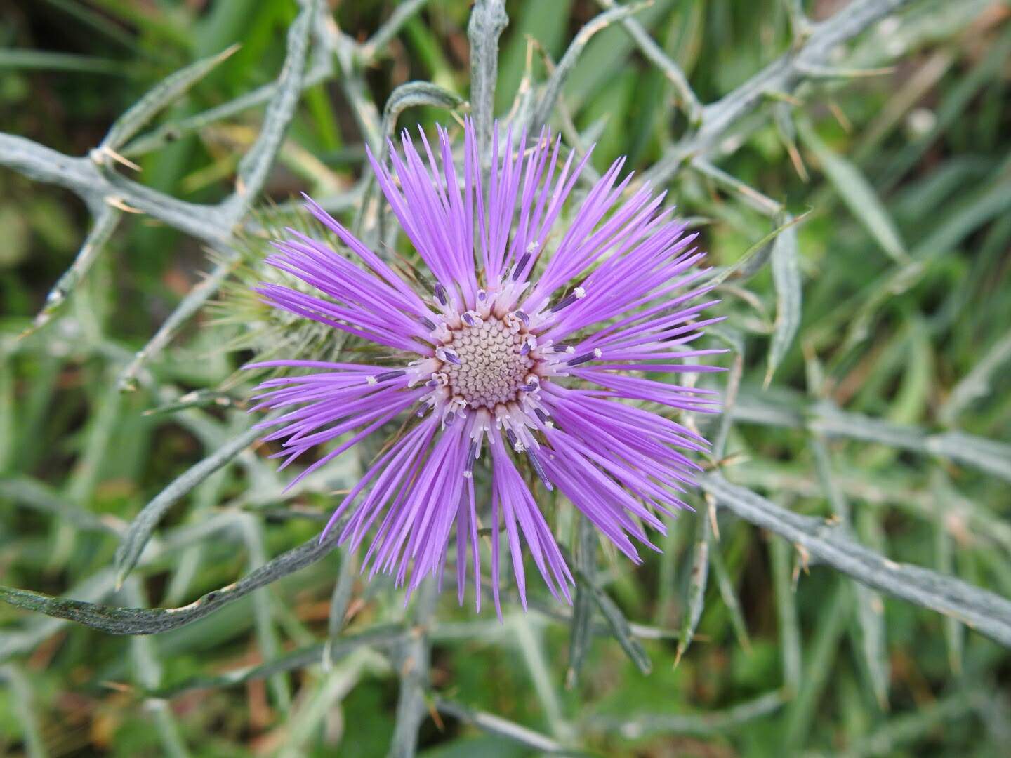 Galactites tomentosus