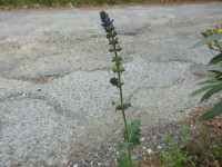 Salvia verbenaca