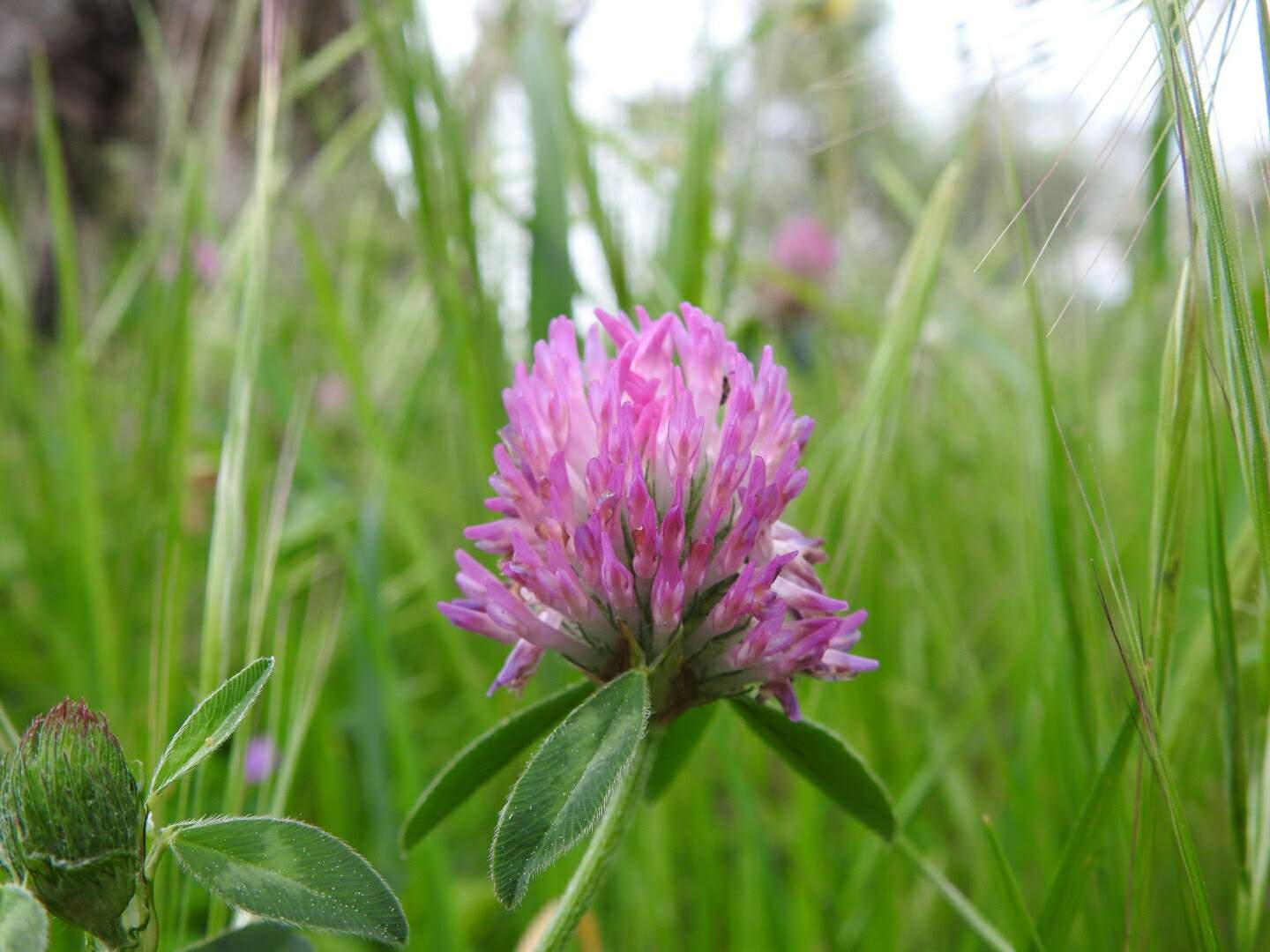 Trifolium pratense