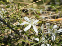 Clematis flammula