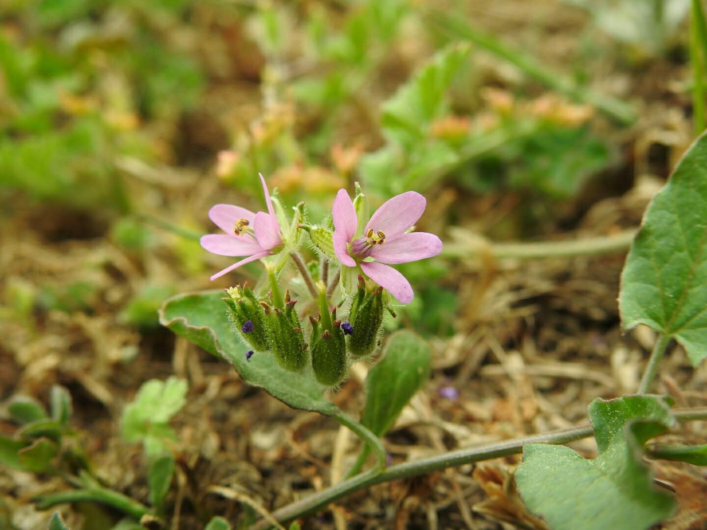 Erodium moschatum