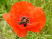 Papaver rhoeas