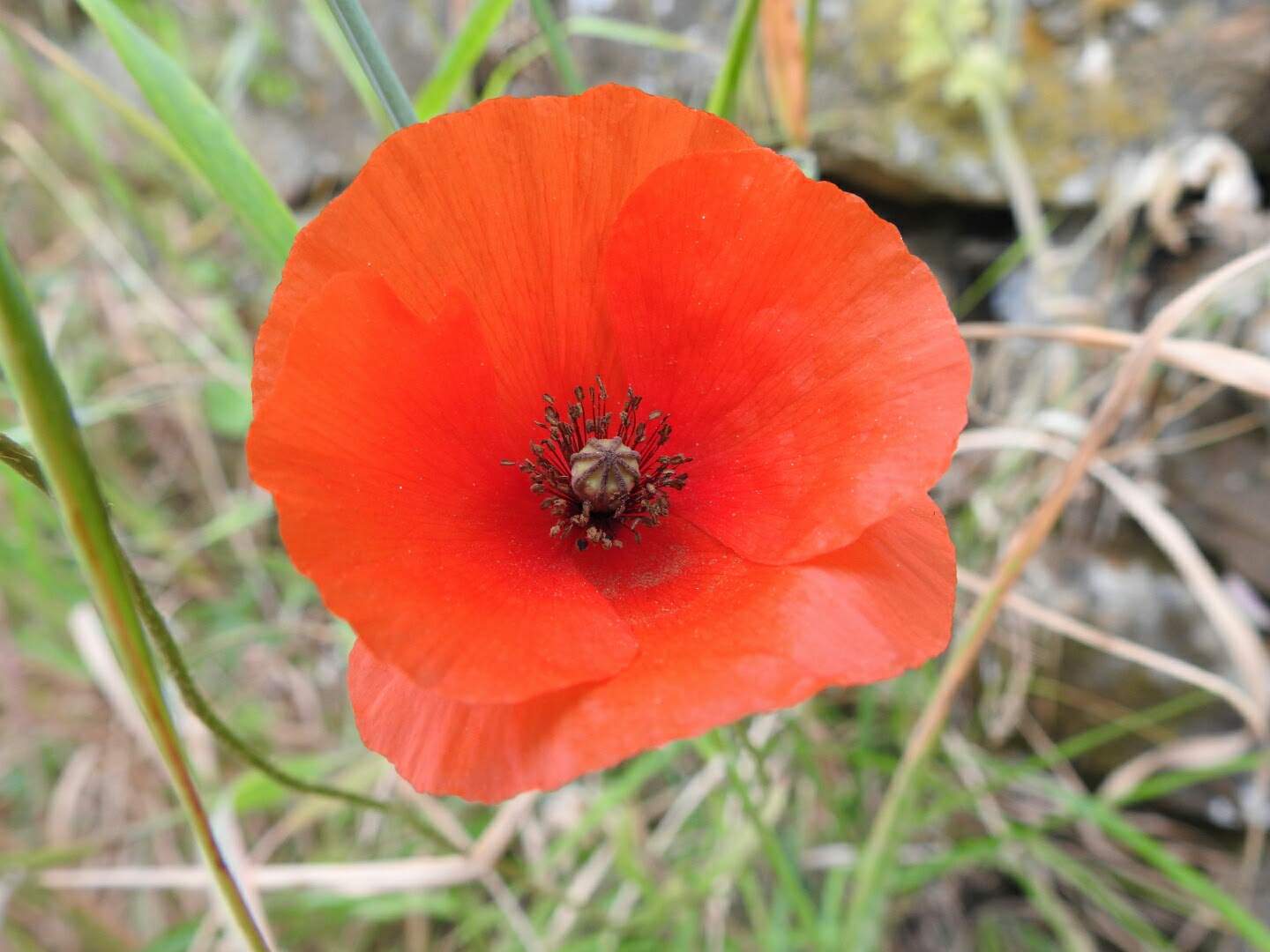Papaver rhoeas