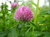 Trifolium pratense