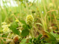 Trifolium campestre