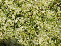 Clematis flammula