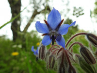 Borago officinalis