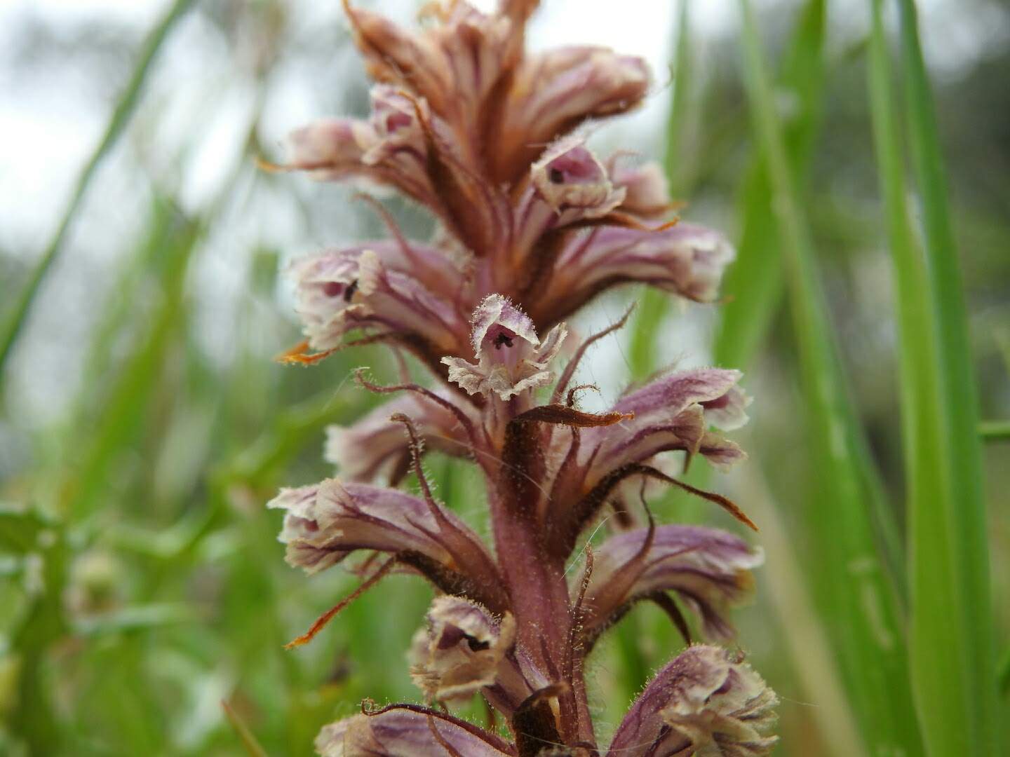 Orobanche minor