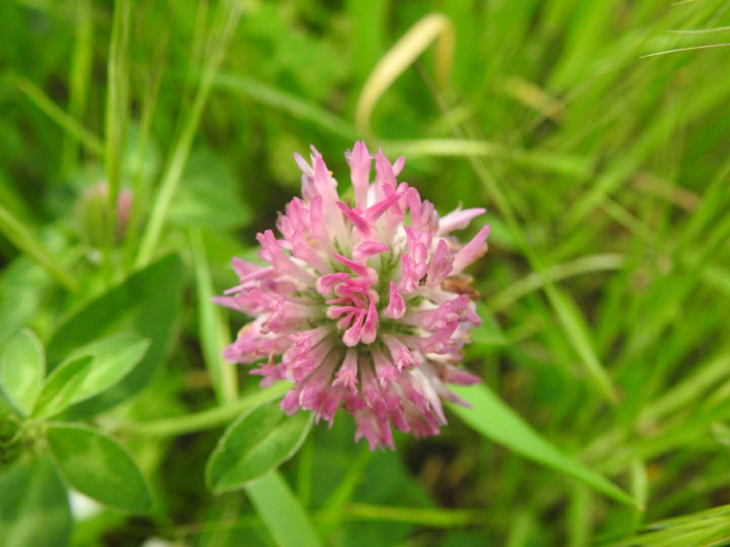 Trifolium pratense