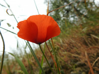 Papaver rhoeas