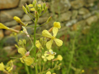 Raphanus raphanistrum