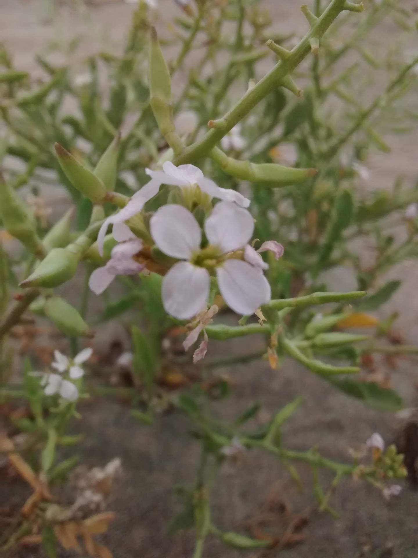 Cakile maritima