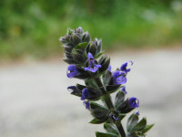 Salvia verbenaca