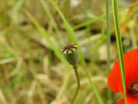 Papaver rhoeas