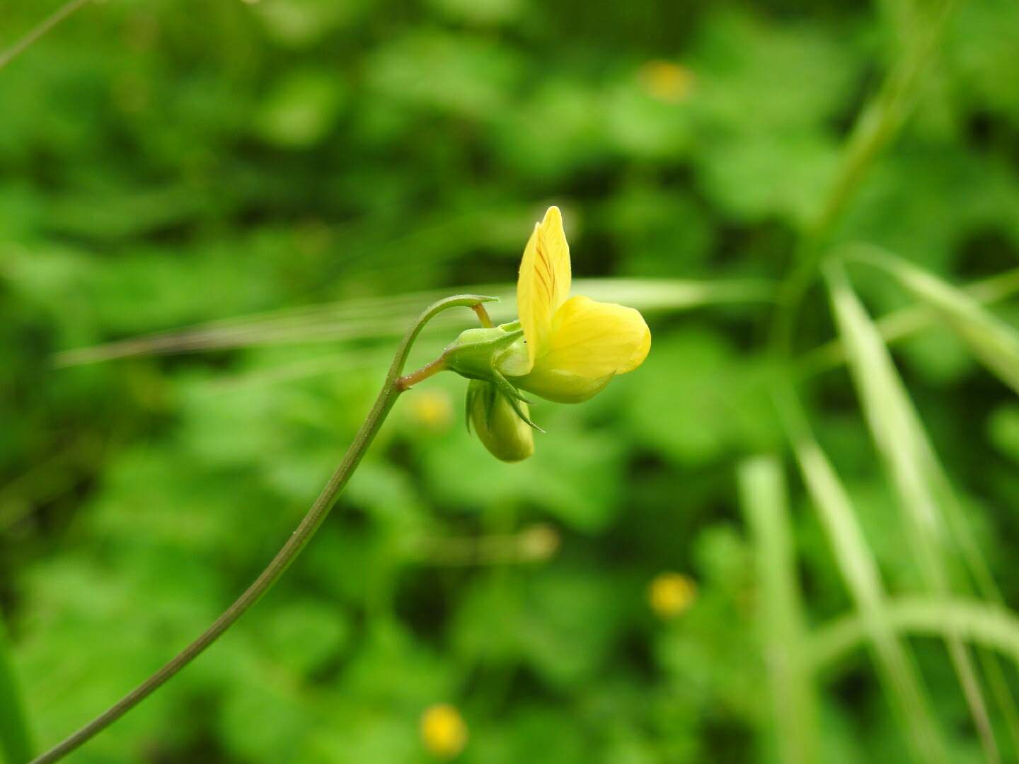 Lathyrus annuus