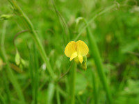 Lathyrus annuus