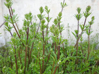 Galium aparine