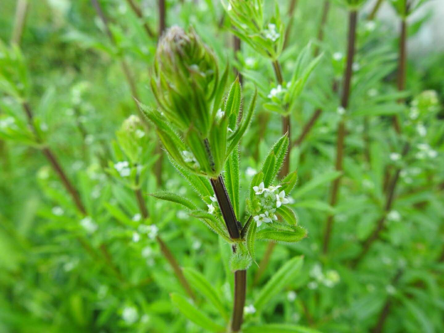 Galium aparine