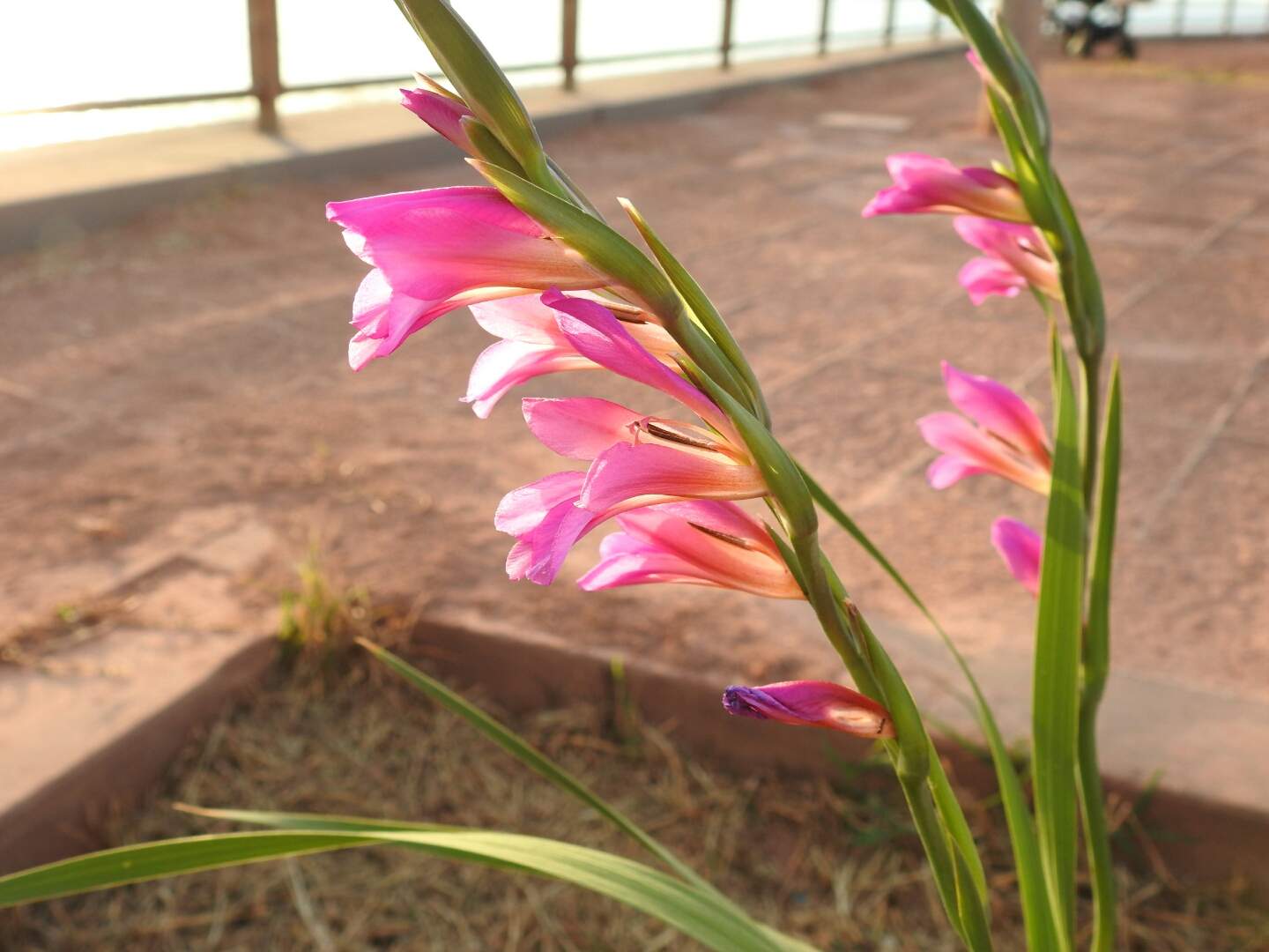 Gladiolus italicus