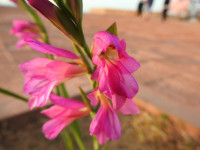 Gladiolus italicus