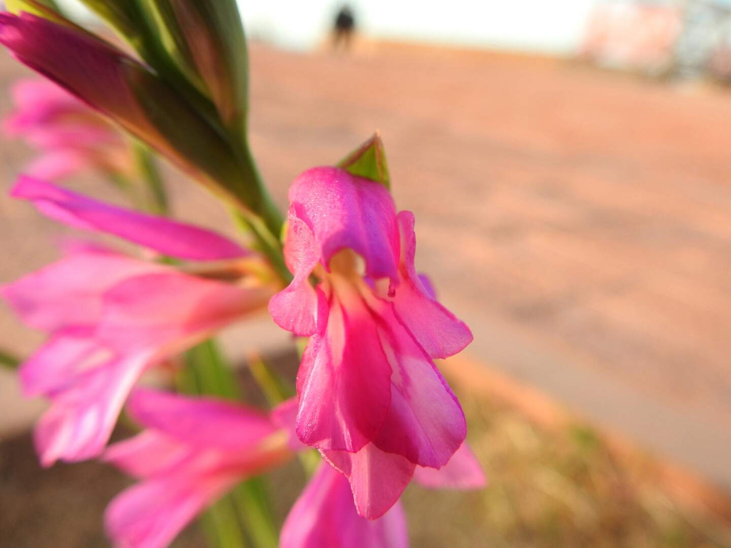 Gladiolus italicus