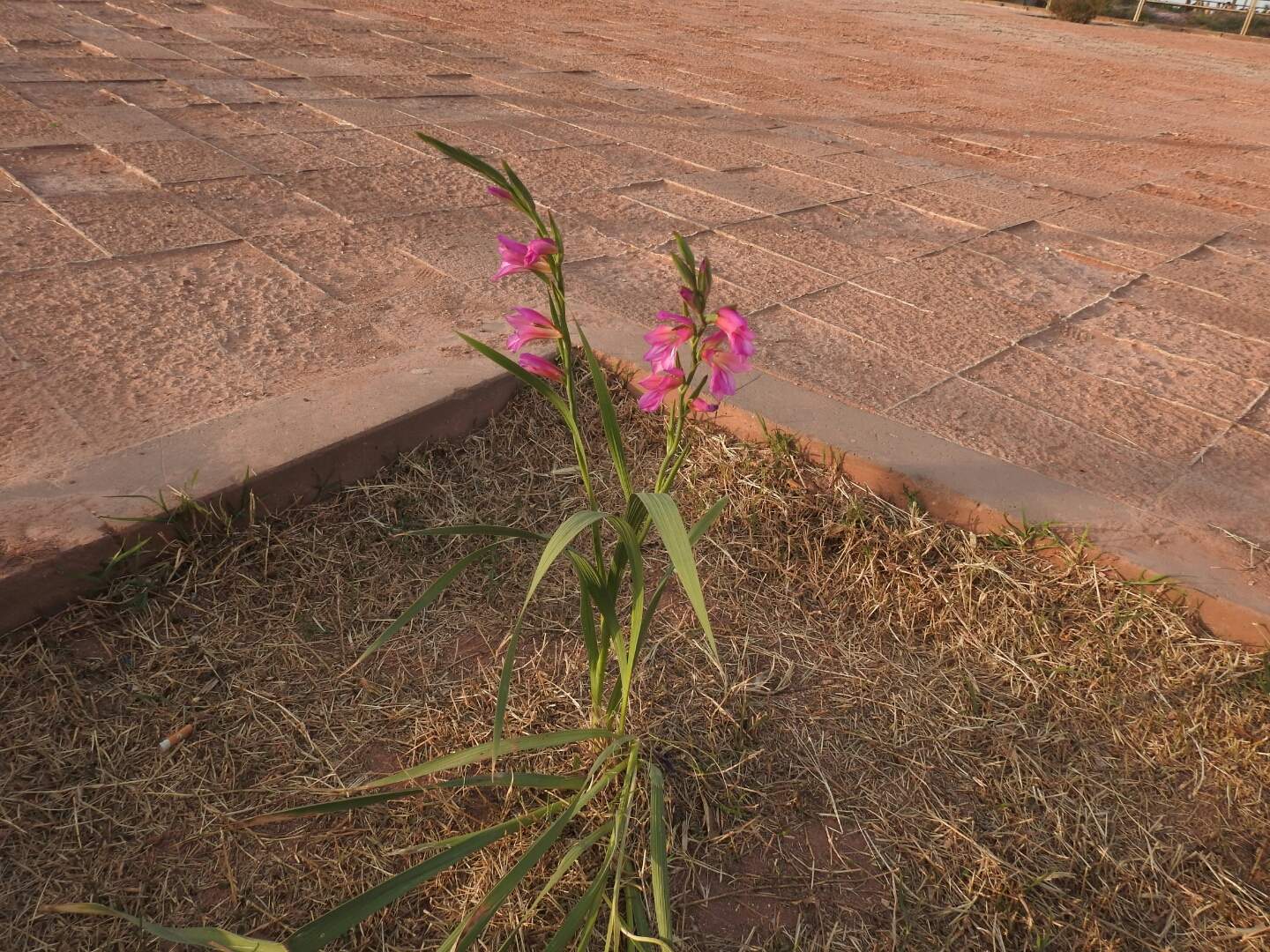Gladiolus italicus
