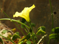 Oxalis pes-caprae