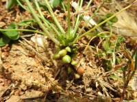 Oxalis pes-caprae