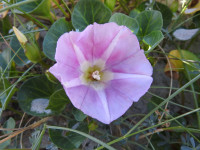 Convolvulus soldanella
