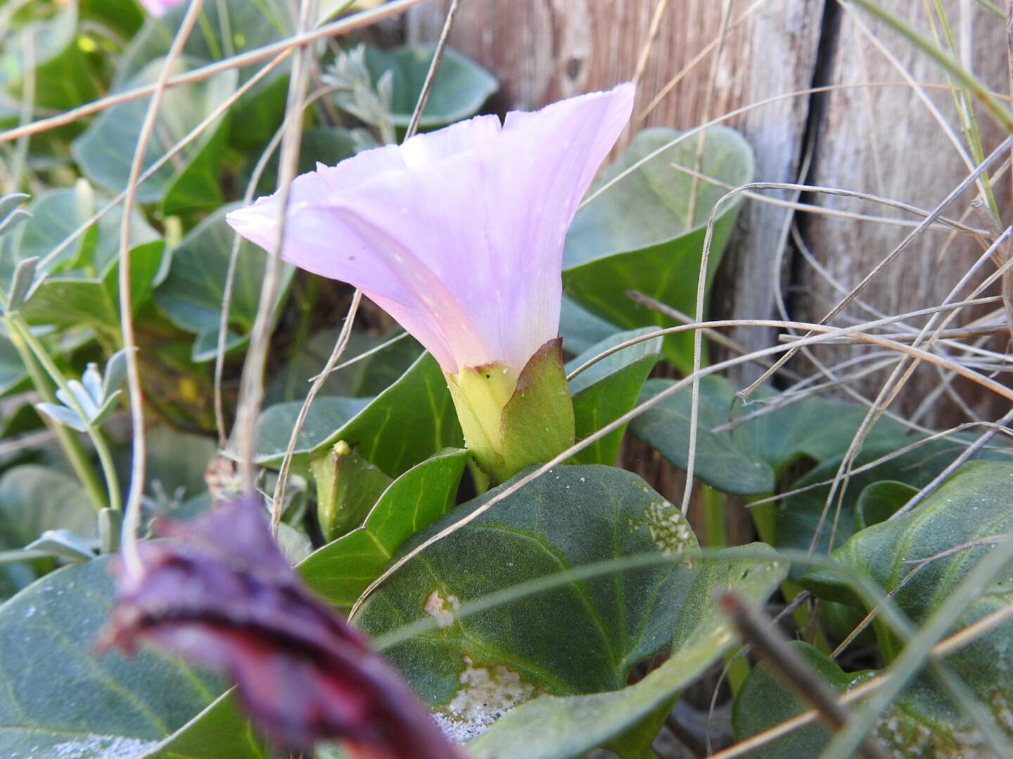 Convolvulus soldanella