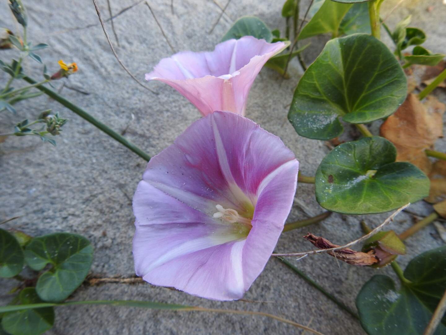 Convolvulus soldanella