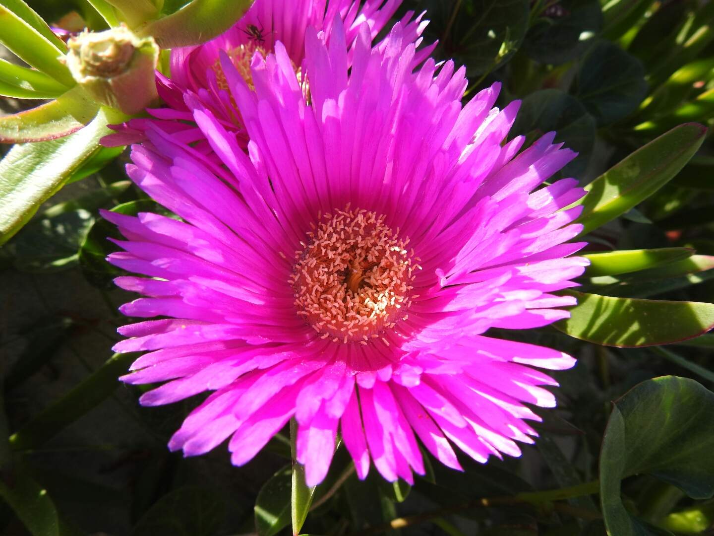 Carpobrotus edulis