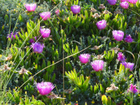 Carpobrotus edulis