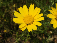 Glebionis coronaria