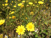 Glebionis coronaria