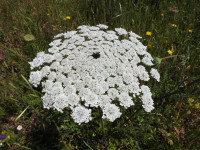 Daucus carota