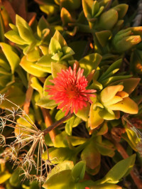Mesembryanthemum cordifolium