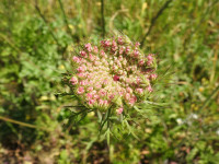 Daucus carota