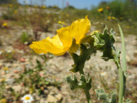 Glaucium flavum