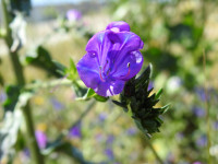 Echium vulgare
