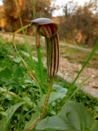 Arisarum vulgare