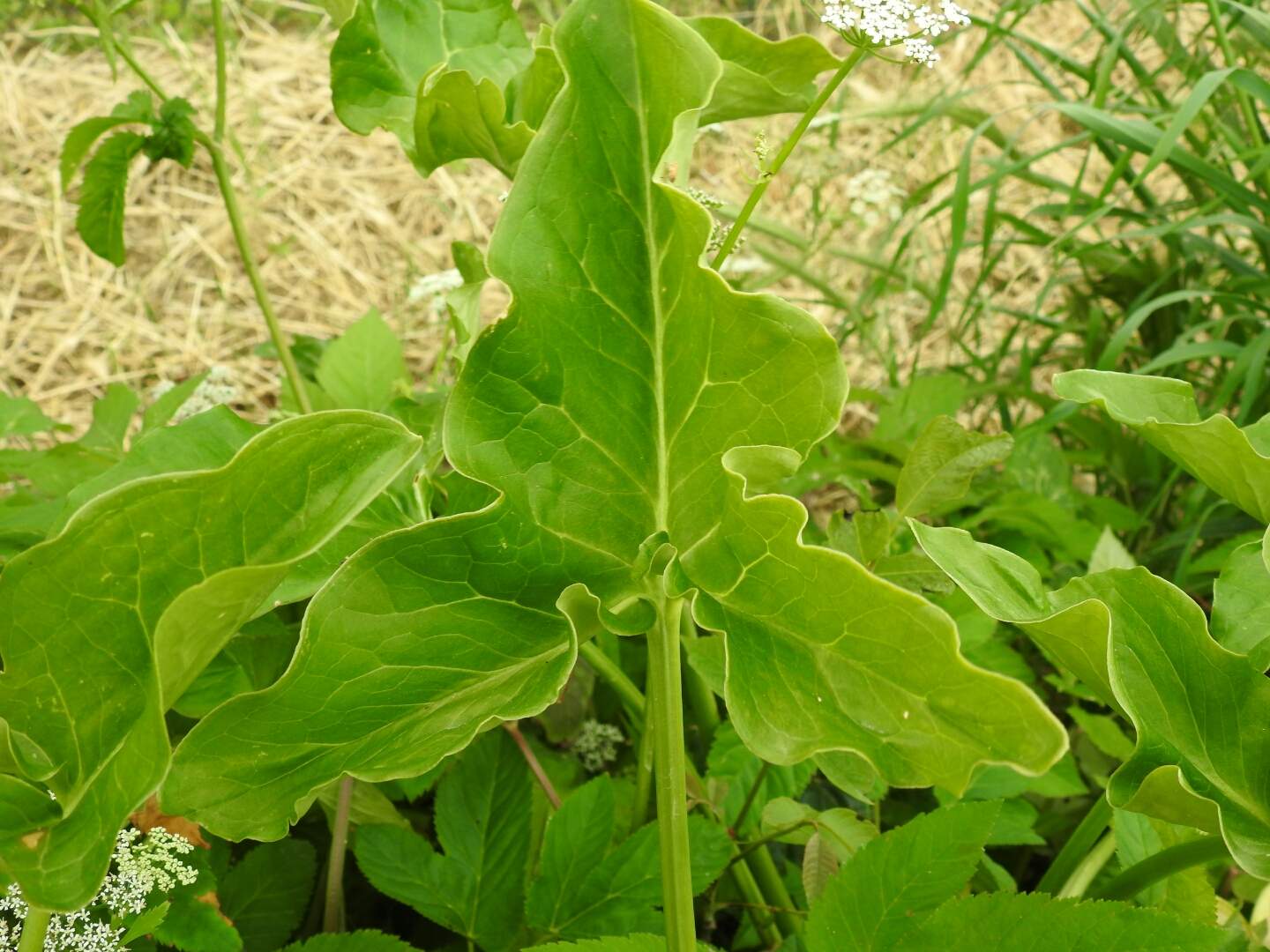 Arum italicum