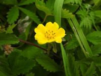 Potentilla reptans