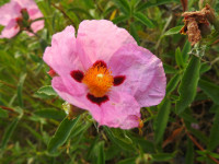 Cistus x purpureus